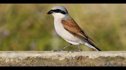 Kızılsırtlı örümcekkuşu