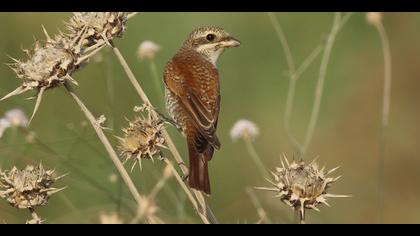 Kızılsırtlı örümcekkuşu