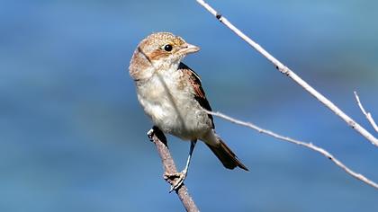 Kızılsırtlı örümcekkuşu