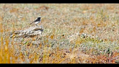 Aksırtlı kuyrukkakan