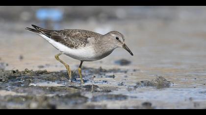 Sarıbacaklı kumkuşu