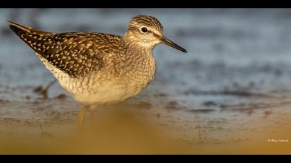 Orman düdükçünü