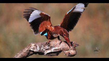 İzmir yalıçapkını