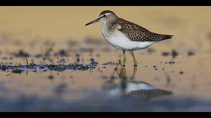 Orman düdükçünü