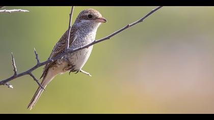 Kızılsırtlı örümcekkuşu