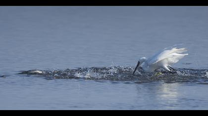 Küçük ak balıkçıl