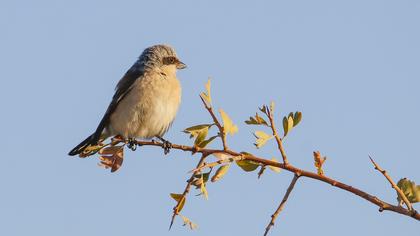 Kızılsırtlı örümcekkuşu