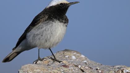 Keşiş kuyrukkakanı