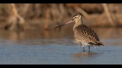 Kıyı çamurçulluğu