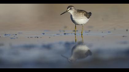 Orman düdükçünü