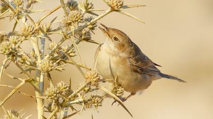 Akgerdanlı ötleğen