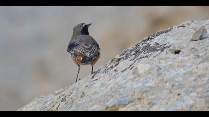 Kızılca kuyrukkakan