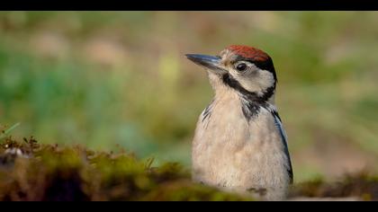 Orman alaca ağaçkakanı