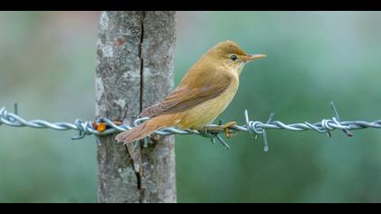 Çalı kamışçını