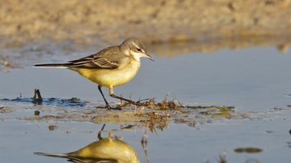 Sarı kuyruksallayan