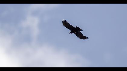 Kırmızıgagalı dağ kargası