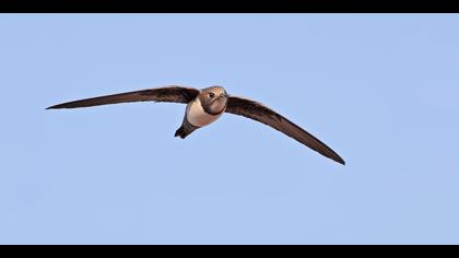 Akkarınlı ebabil » Alpine Swift » Tachymarptis melba