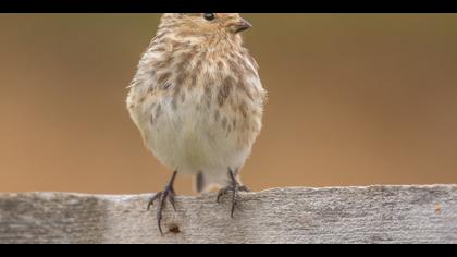 Sarıgagalı ketenkuşu