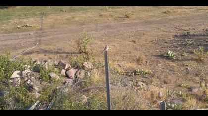 Kızılsırtlı örümcekkuşu