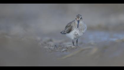 Karakarınlı kumkuşu