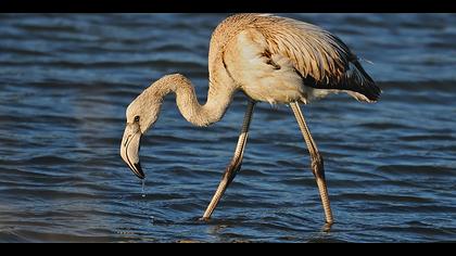 Flamingo » Greater Flamingo » Phoenicopterus roseus