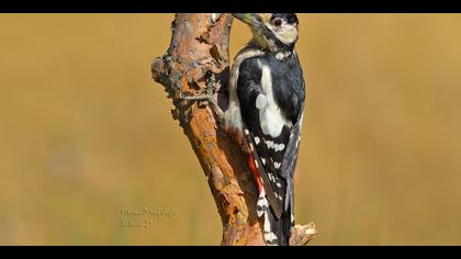 Orman alaca ağaçkakanı