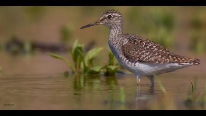 Orman düdükçünü