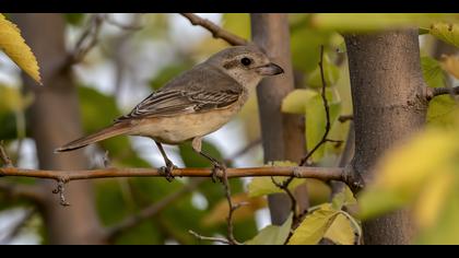 Türkistan örümcekkuşu