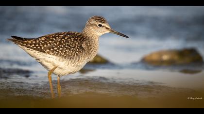 Orman düdükçünü