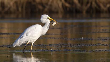 Büyük ak balıkçıl