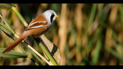 Bıyıklı baştankara
