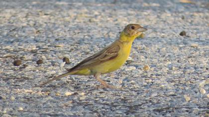 Karabaşlı kirazkuşu