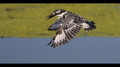 Alaca yalıçapkını