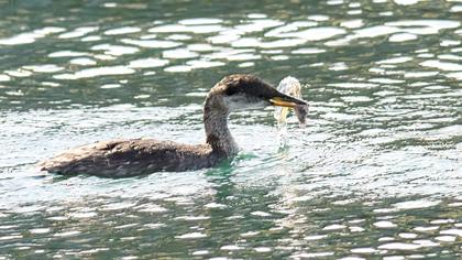 Kızılboyunlu batağan