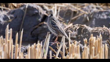 Kızılgerdanlı incirkuşu