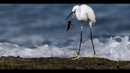 Küçük ak balıkçıl