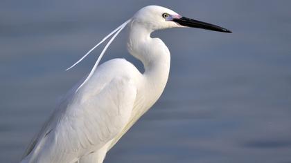 Küçük ak balıkçıl