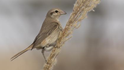Türkistan örümcekkuşu