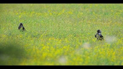 Küçük karga » Western Jackdaw » Coloeus monedula