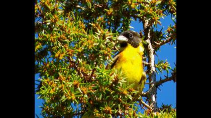 Karabaşlı kirazkuşu