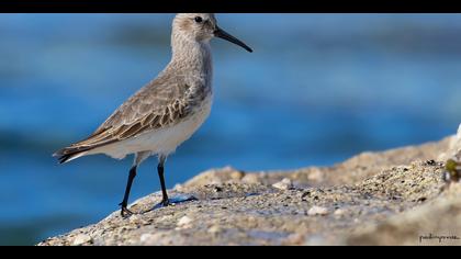 Karakarınlı kumkuşu