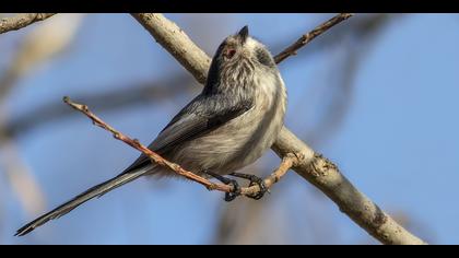 Uzunkuyruklu baştankara