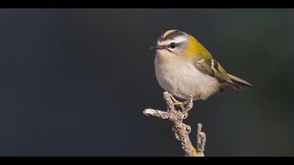 Sürmeli çalıkuşu