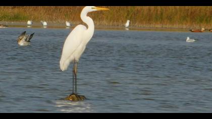 Büyük ak balıkçıl