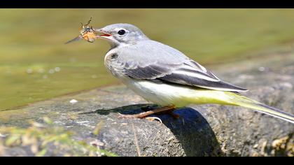 Dağ kuyruksallayanı