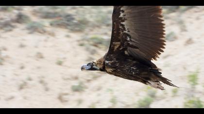 Kara akbaba » Cinereous Vulture » Aegypius monachus
