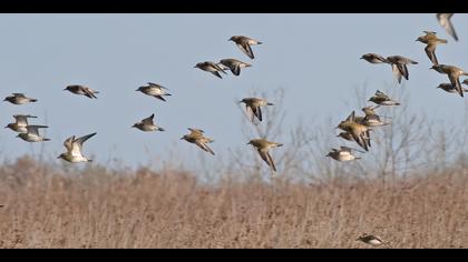 Küçük altın yağmurcun