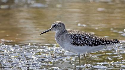 Orman düdükçünü