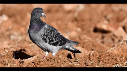Kaya güvercini