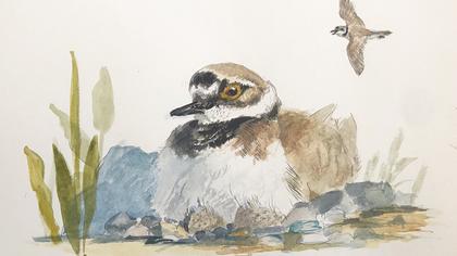 Halkalı küçük cılıbıt